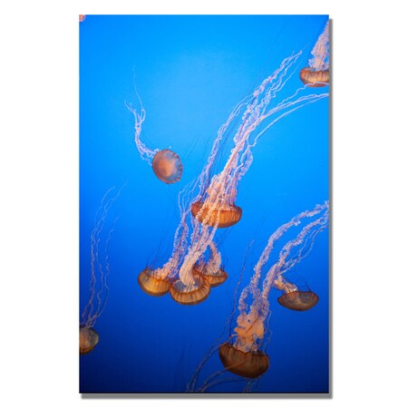 Trademark Fine Art Ariane Moshayedi 'Jellyfish ' canvas art, 16x24 AM0187-C1624GG